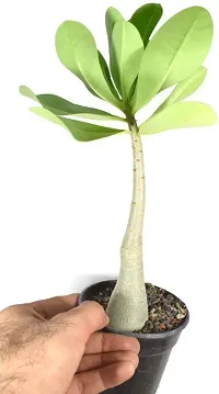 The Entacloo Adenium Plant Adeniujm Plant New1-thumb1