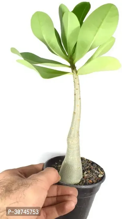 The Entacloo Adenium Plant Adeniujm Plant New1-thumb2