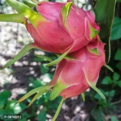 The Entacloo Dragon Tree Dragon fruit plant Red-thumb2