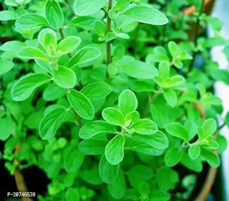 The Entacloo Marjoram Plant LiveMaruaSweet marjoramMarwaMarjoram White Herbal Plant Medicinal Live plant-thumb0