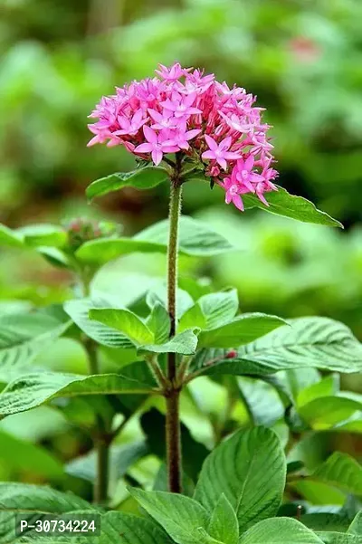 The Entacloo Trothic IxoraChethi Plant pentas plant 02-thumb0