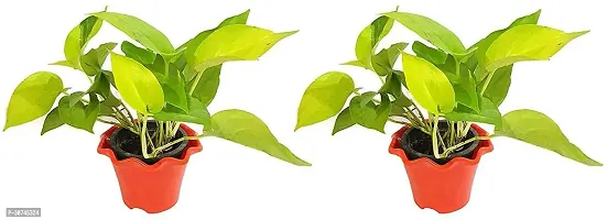 The Entacloo Money Plant Live PLANT Air Purifying Good Luck Feng Shui Golden Money PlantPothos Plant Pack of 2 Plants-thumb0