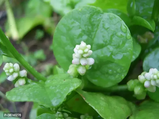 The Entacloo Velvety Green Plant Red Malabar Plant (Pui Saag)-thumb2