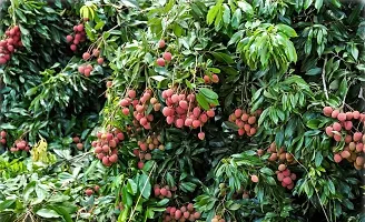 The Entacloo Litchi Plant Lichi Fruit Tree Plant-thumb2