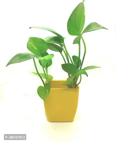 The Entacloo Money Plant money plant 3 inch plastic pot yellow-thumb0