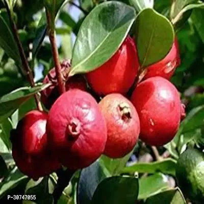 The Entacloo Guava Plant Apple Guava Hybrid Plant For Outdoor Garden-thumb0