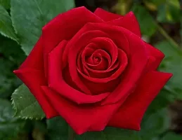 The Entacloo Rose Plant Red RoseDesi Gulab Charming Flower Live Plant-thumb1