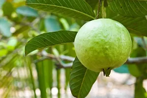 The Entacloo Guava Plant Baruipur Guava Plant-thumb2