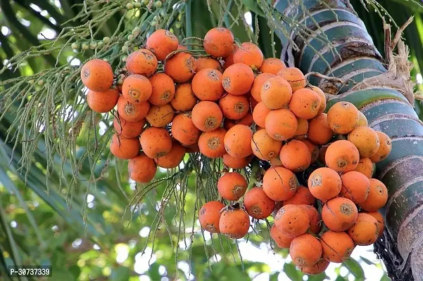 The Entacloo Betel NutSupari Plant Indian Betel Nuts-thumb0