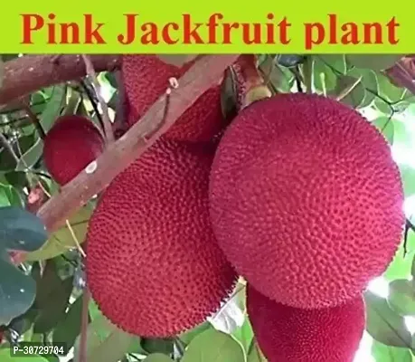 The Entacloo Jack Fruit Plant Jack Fruit JF01