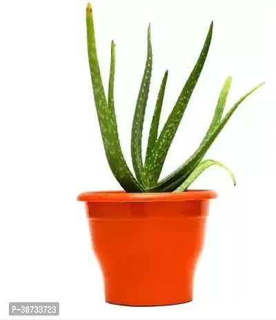 The Entacloo Aloe Vera Plant ALO25-thumb0