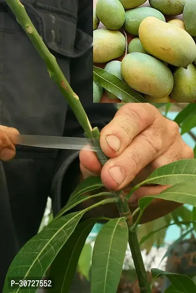 The Entacloo Mango Plant GHSL45 Mango Live plant-thumb0