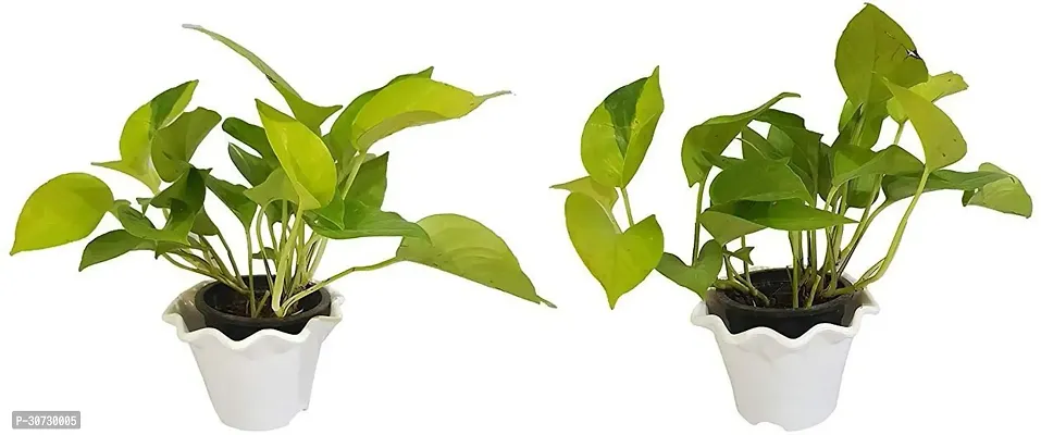 The Entacloo Money Plant Live PLANT Air Purifying Good Luck Golden Money Plant - Pothos Plant Pack of 2 Plants-thumb0