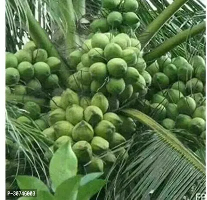 The Entacloo Coconut Plant Nariyal Coconut Tree-thumb3