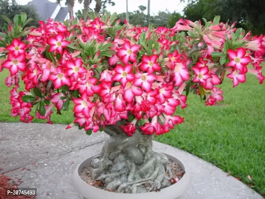 The Entacloo Adenium Plant Adenium Plant2-thumb0