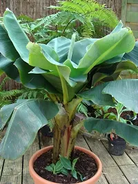 The Entacloo Banana Plant BANANA49-thumb1