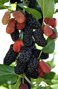 The Entacloo ShahtootMulberry Plant JHVBNV96-thumb1