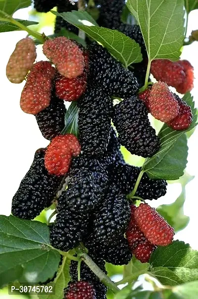 The Entacloo ShahtootMulberry Plant JHVBNV96-thumb2