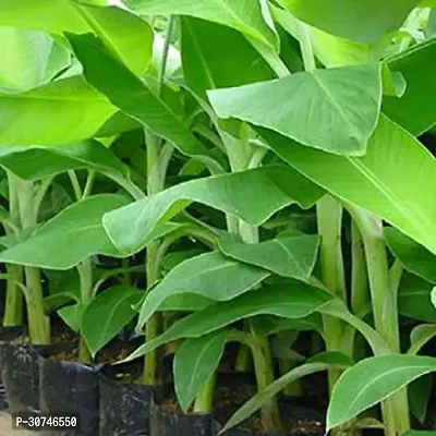 The Entacloo Banana Plant Banana Fruit Plant B-thumb0