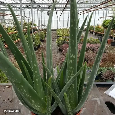 The Entacloo Aloe Vera Plant Hybrid_Aloevera10-thumb0