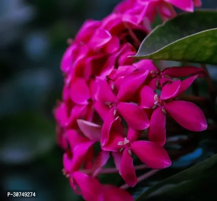 The Entacloo Trothic IxoraChethi Plant Ixora Chethi Red Plant Live Flower Disha99928-thumb0