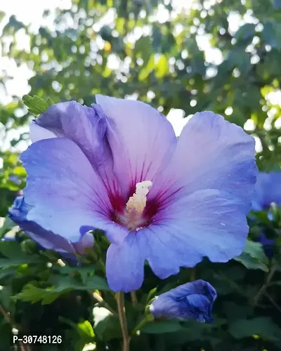 The Entacloo Hibiscus Plant Hibiscus Blue Live Flower Plant Disha220301