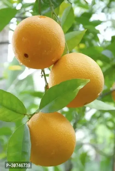 The Entacloo Sweet Lemon Plant Orange Fruit Plant-thumb0