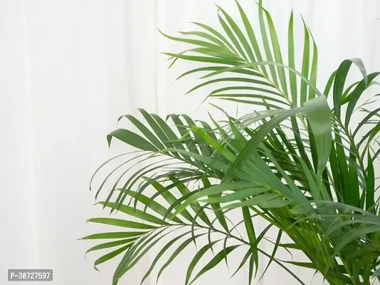 The Entacloo Areca Palm Areca Plant A10-thumb0