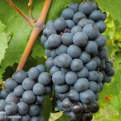 The Entacloo Grapes Plant Grape Vine Plant Black Hamburgh Plant in Polybag (1 Healthy Live Plant) C-thumb0