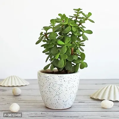 The Entacloo Jade Plant live jade plant with black 4inch pot-thumb0