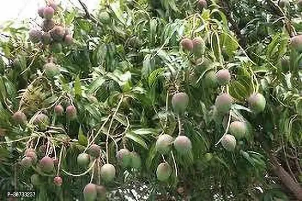 The Entacloo Mango Plant ANGO12-thumb0