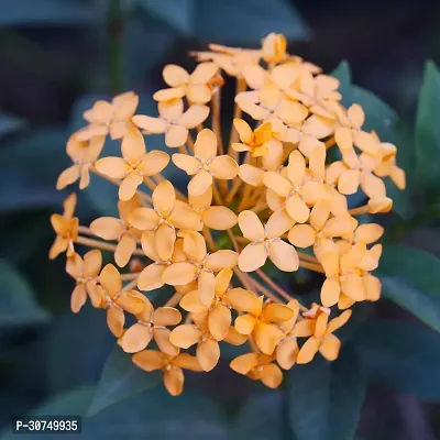 The Entacloo Trothic IxoraChethi Plant Trothic Ixora Chethi Yellow Plant Live Flower Disha202066-thumb0