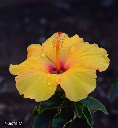 The Entacloo Hibiscus Plant Hibiscus Yellow Plant CF024-thumb0