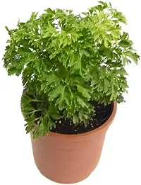 The Entacloo Aralia Plant PPNGI0011-thumb1