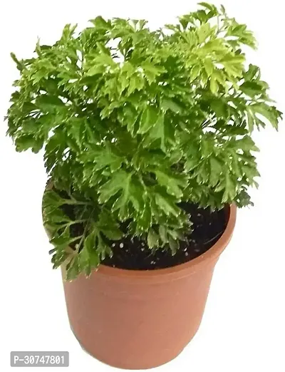 The Entacloo Aralia Plant PPNGI0011-thumb2