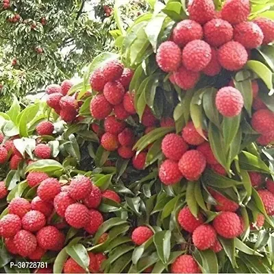 The Entacloo Litchi Plant Muzaffarpur Shahi Litchi Live Plant- Air Layering From Fruity Plant. CF01-thumb0