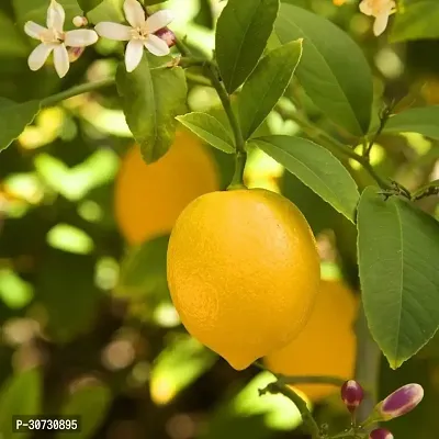 The Entacloo Lemon Plant Lemon Plant-thumb3