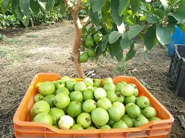 The Entacloo Guava Plant Chittidar Guava Plant-thumb1