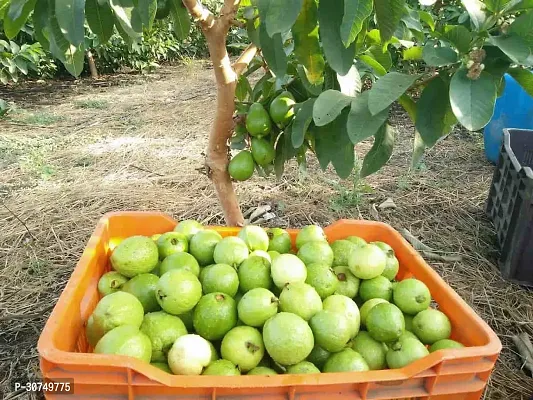 The Entacloo Guava Plant Chittidar Guava Plant-thumb2