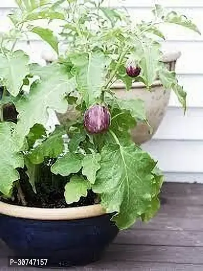 The Entacloo Brinjal BRINJAL PLANT KKU-thumb0