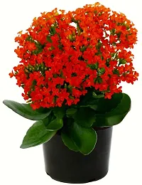 The Entacloo Kalanchoe Plant KALANCHOE LIVE PLANT-thumb2