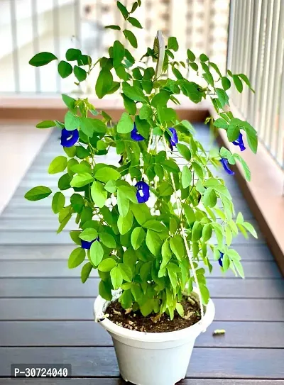 The Entacloo Aparajita Butterfly Pea Plant APARAJITABUTTERFLY PEA PLANT XED-thumb0