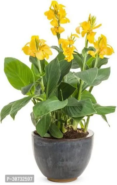 The Entacloo Canna Lily Plant Canna Lily Plant-16-thumb0