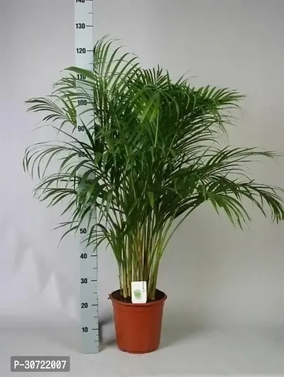 The Entacloo Areca Palm h01-thumb0