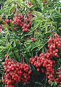 The Entacloo Litchi Plant Dwarf Lychee Litchi Fruit Plant1 Layering Live Plant-thumb1