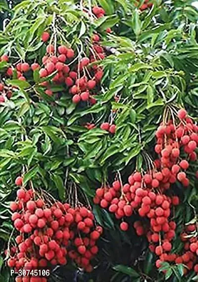 The Entacloo Litchi Plant Dwarf Lychee Litchi Fruit Plant1 Layering Live Plant-thumb2