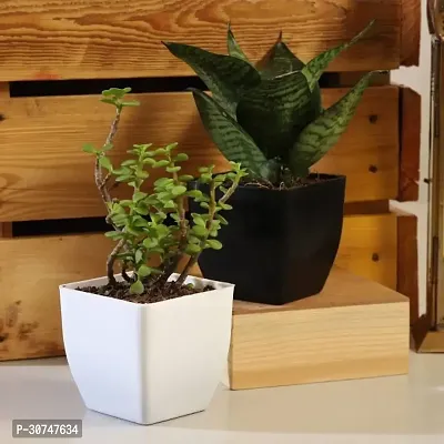 The Entacloo Jade Plant K Plant Indoor pt32-thumb0