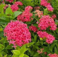 The Entacloo Ixora Mini Pink Flowering Plant Red IxoraRangan Plant-thumb2