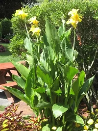 The Entacloo Canna Lily Plant Yellow canna lily plant-14-thumb1