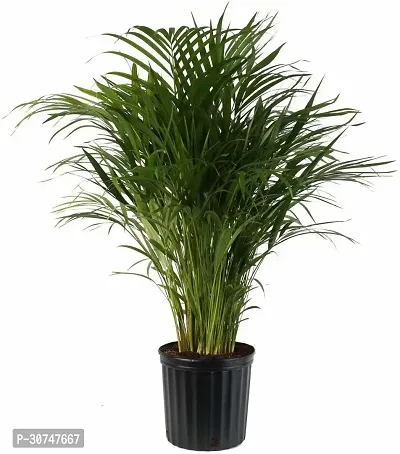 The Entacloo Areca Plam RS87sd-thumb0